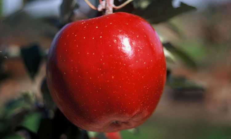 Kumeu Crimson Braeburn