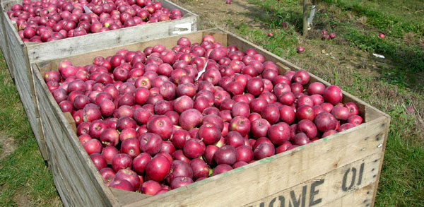 apples