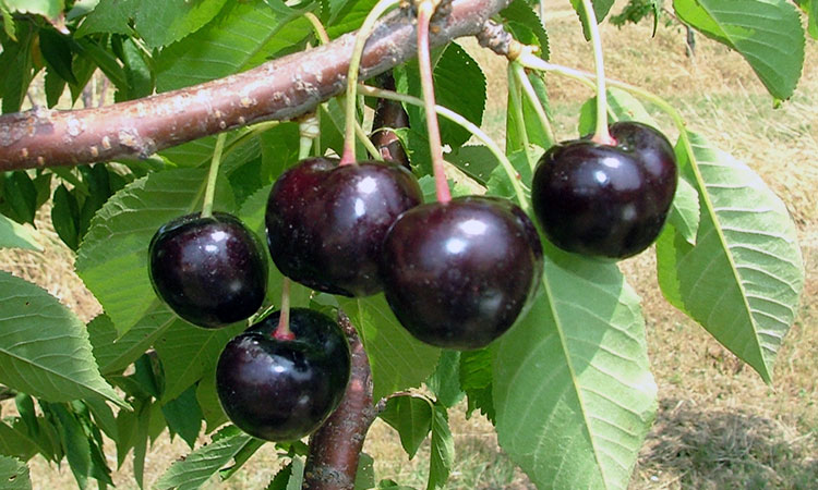 BlackPearl BlackPearl